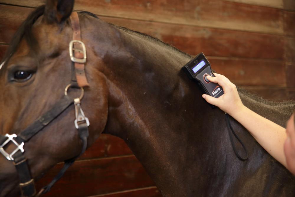 Microchipping Northern Lakes Equine Practice